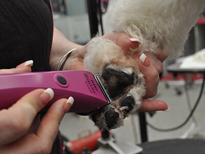 Back to Poodle Basics